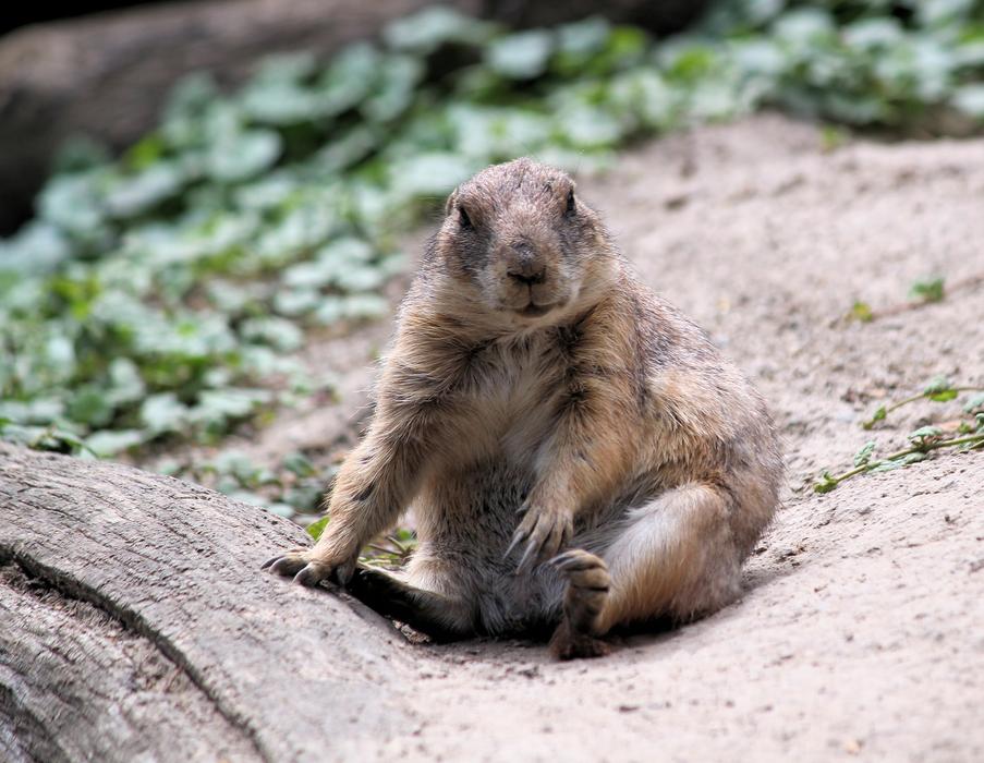 Prairie Dogs Prériový Rodent