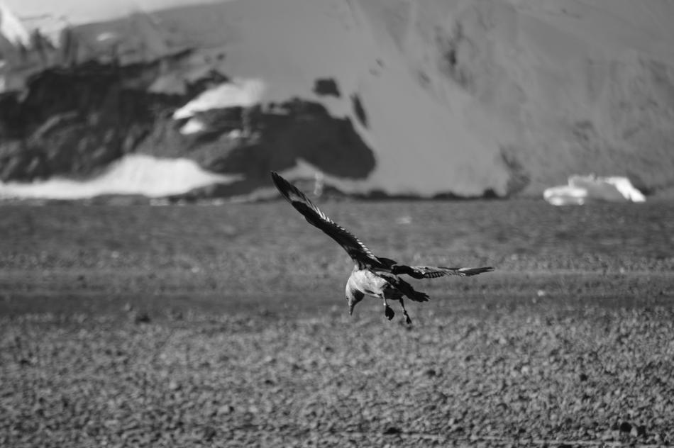 flying beautiful bird