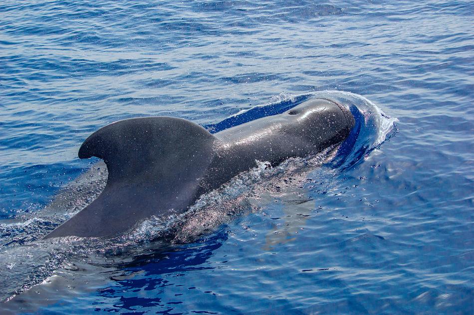 Ocean Dolphin Swimming
