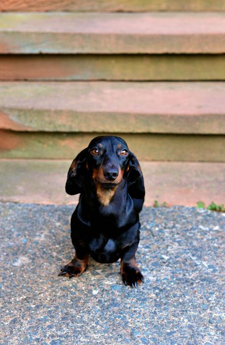 Dog Dachshund Animal