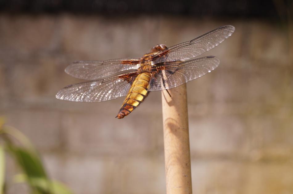 Dragonfly Insect