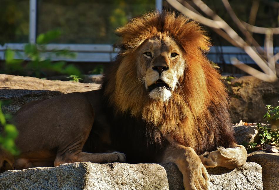 Lion Predator Dangerous