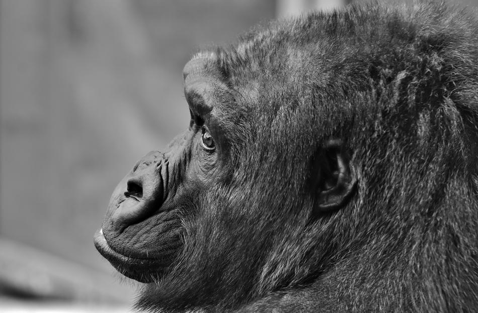 Gorilla Monkey Animal