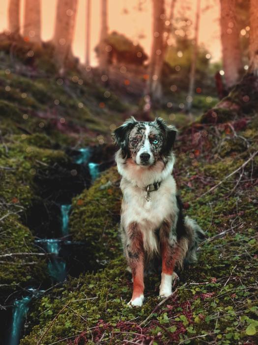 Dog Australian Shepherd Blue Merle