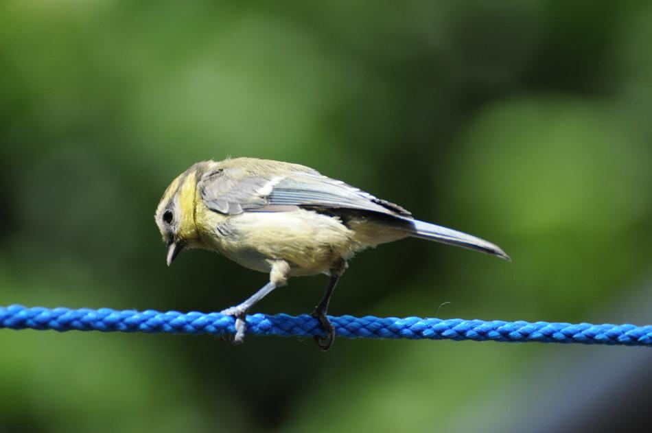 Tit Bird Songbird