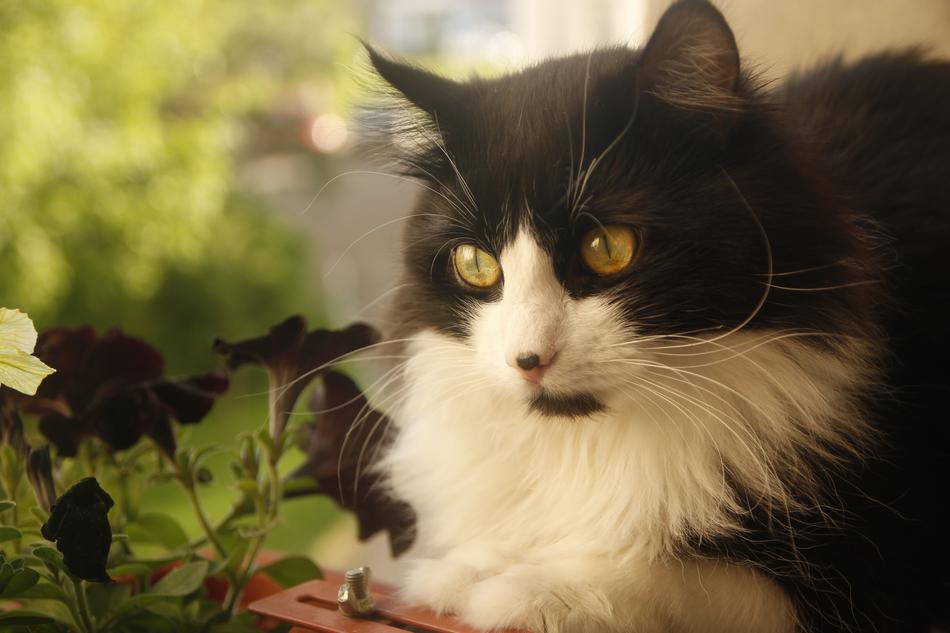 Cat Flowers Balcony