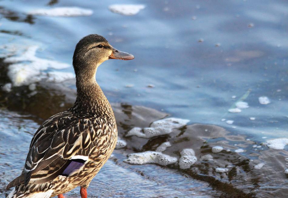 Duck Lake Wildlife