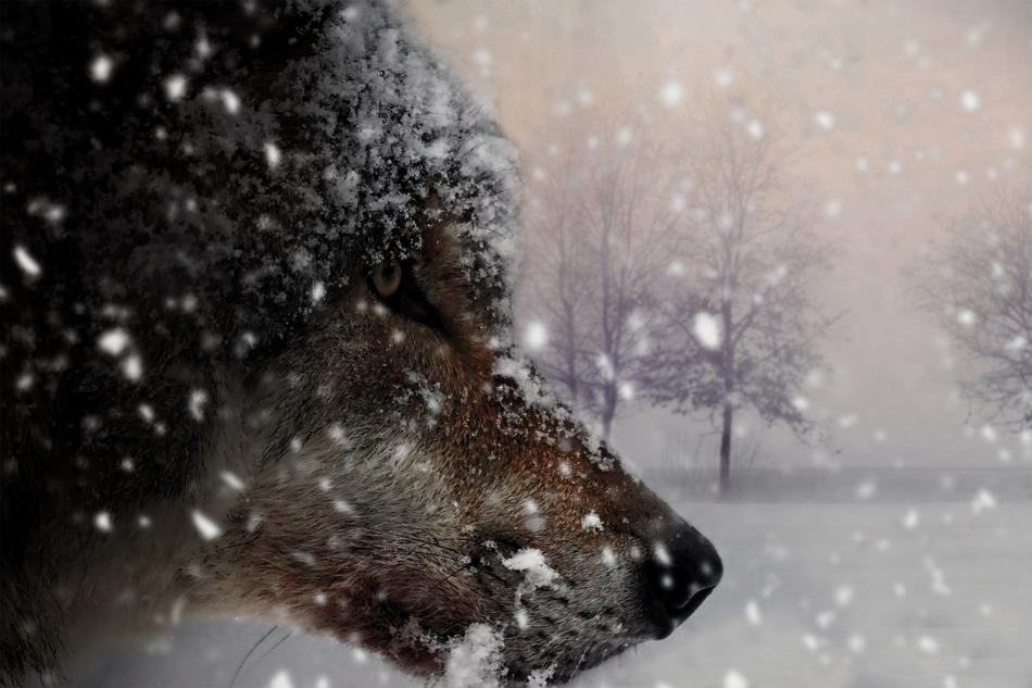 Wolf Animal Mammal