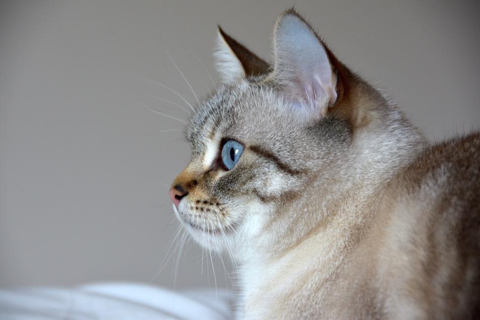 Cat Blue Eyes Feline