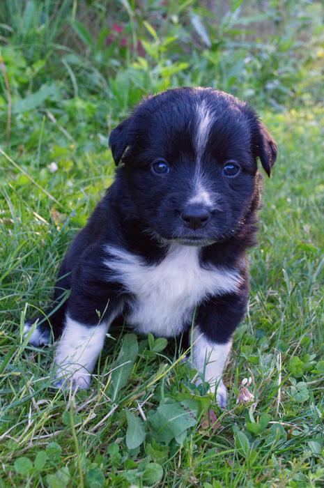 Black And White Puppy Do