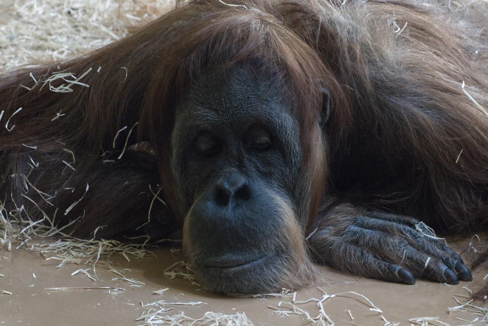 Monkey Orang-Utan Animal