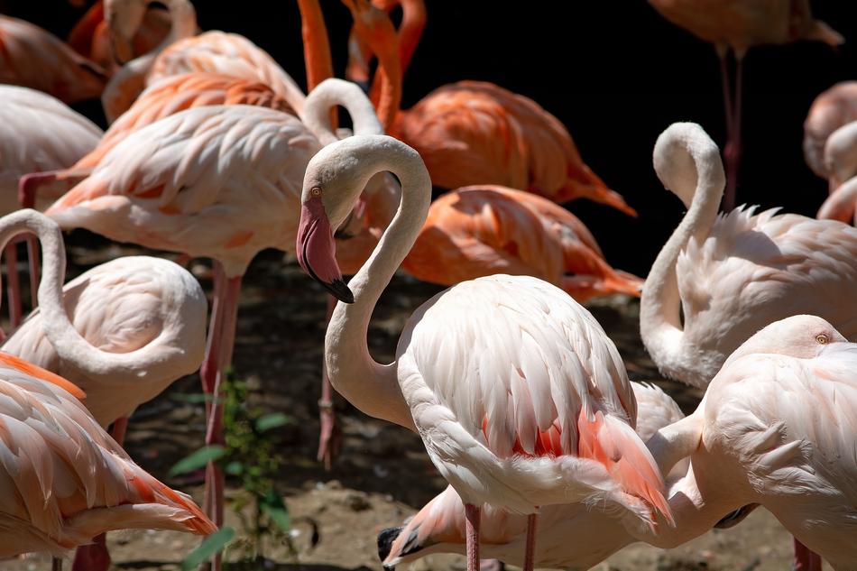 Flamingos Bird Salmon
