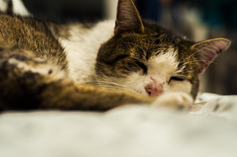Cat Friend Nice