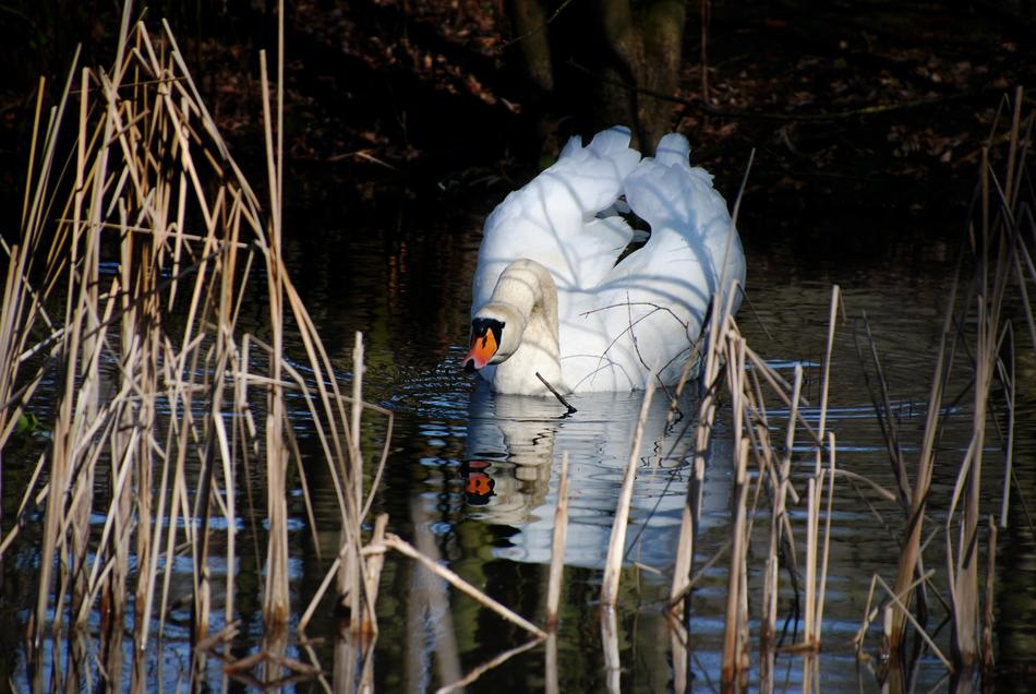 Swan Bird Water