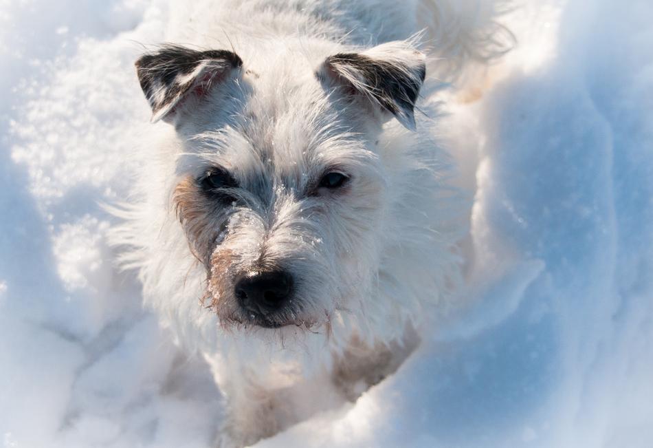Terrier Dog Snow