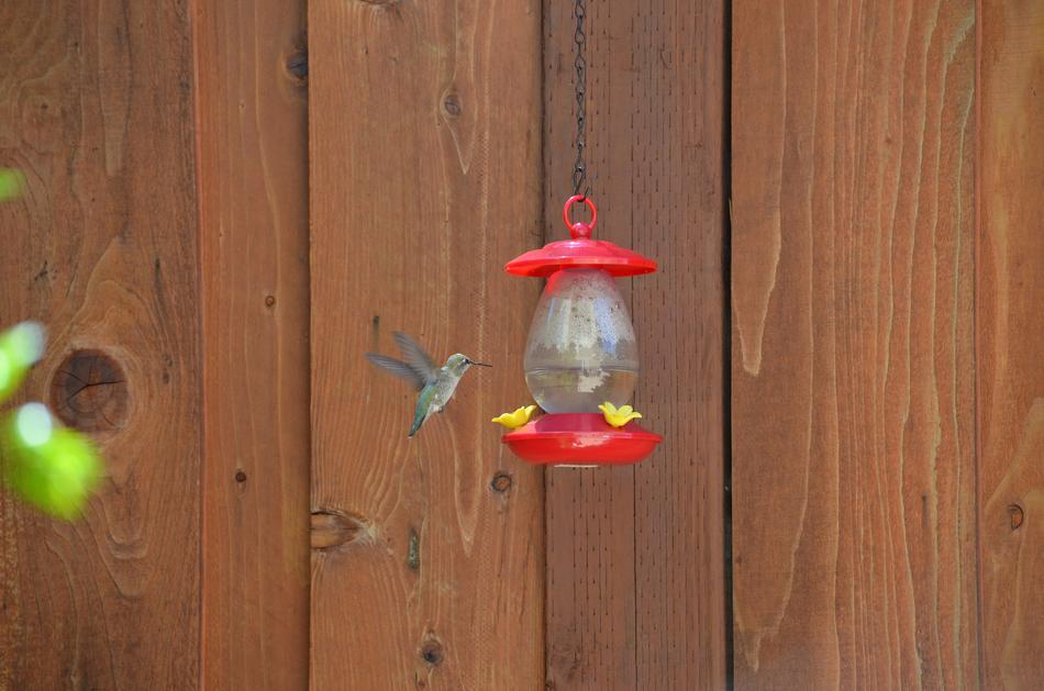 Hummingbird Feeder Bird Nature