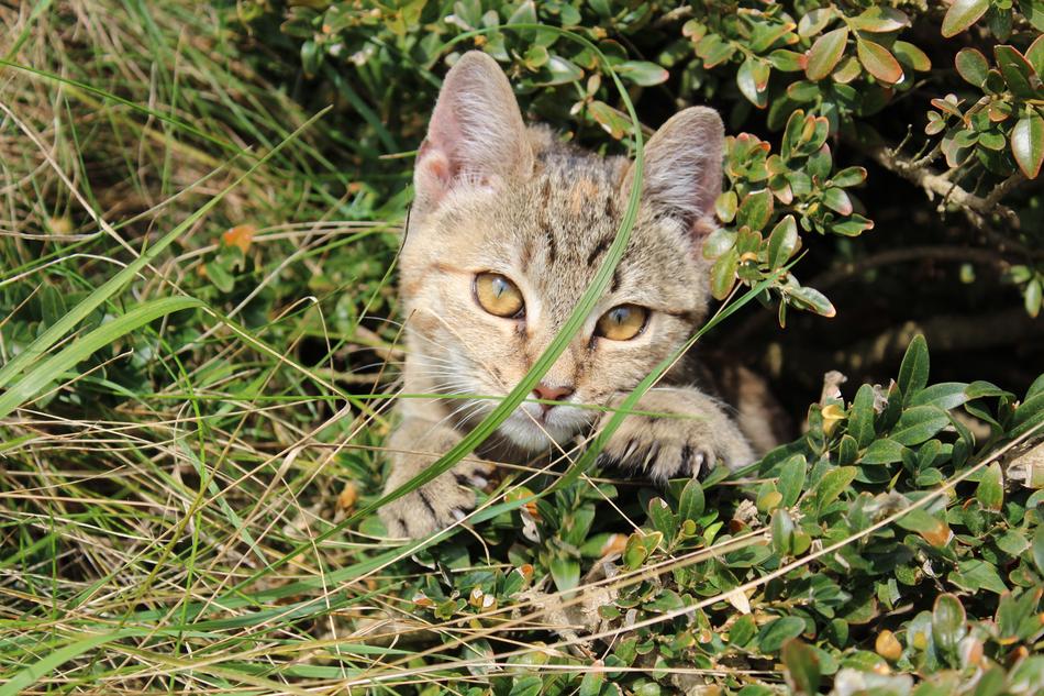 Kitten Animal Pussy