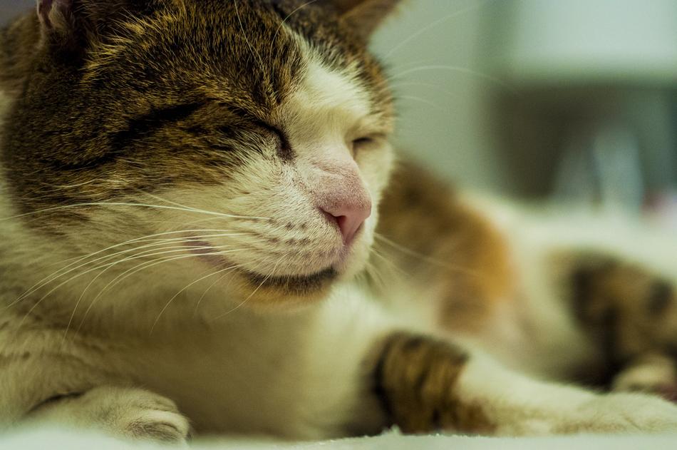 Cat Pet Fur