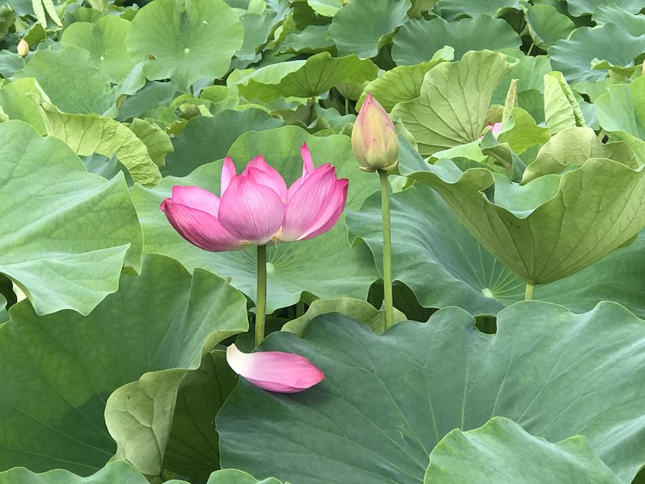 Kite Lotus Leaf