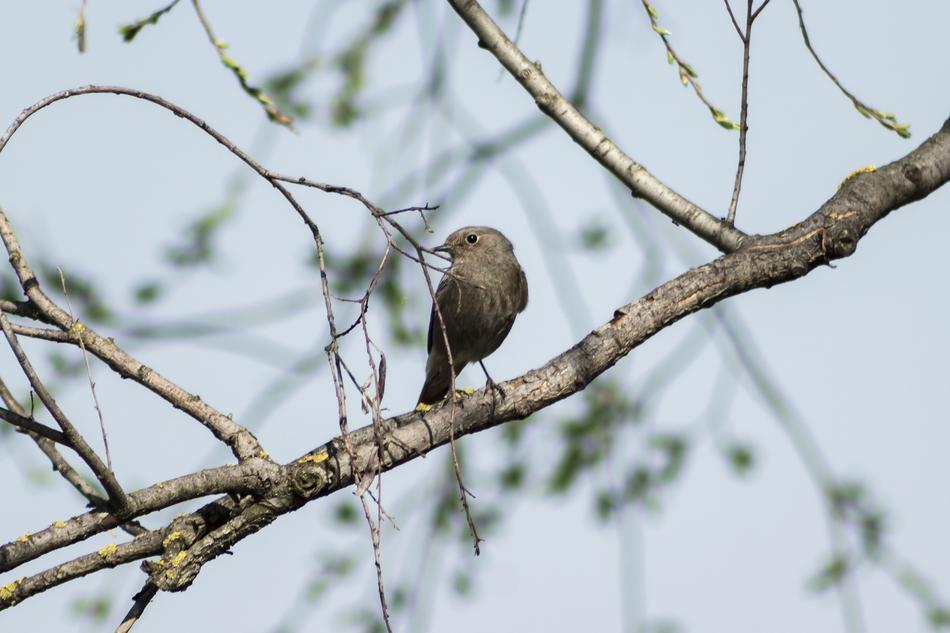Bird Songbird Singer