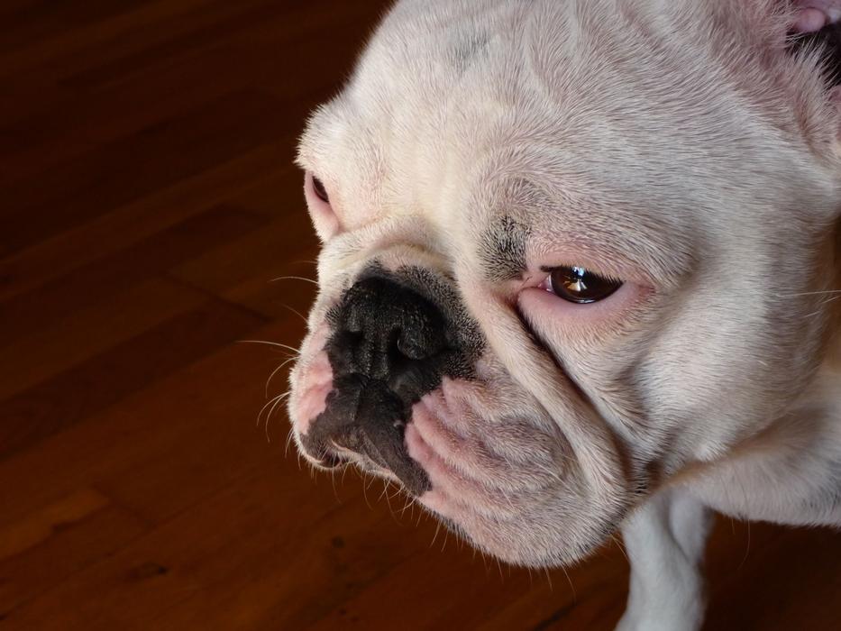 Animals Dog Pet French