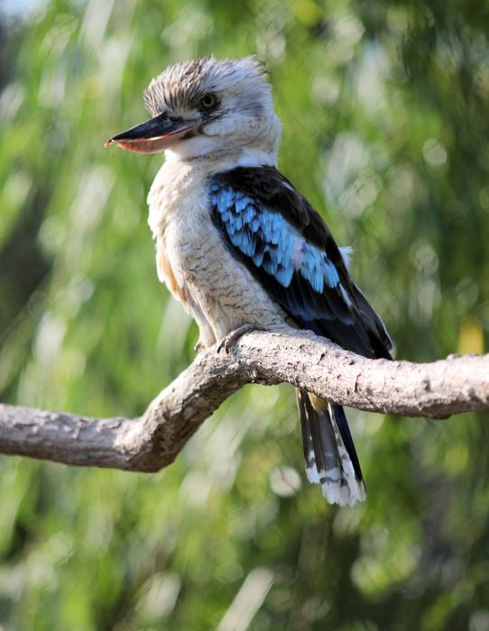 Ledňák Bird Kookaburra