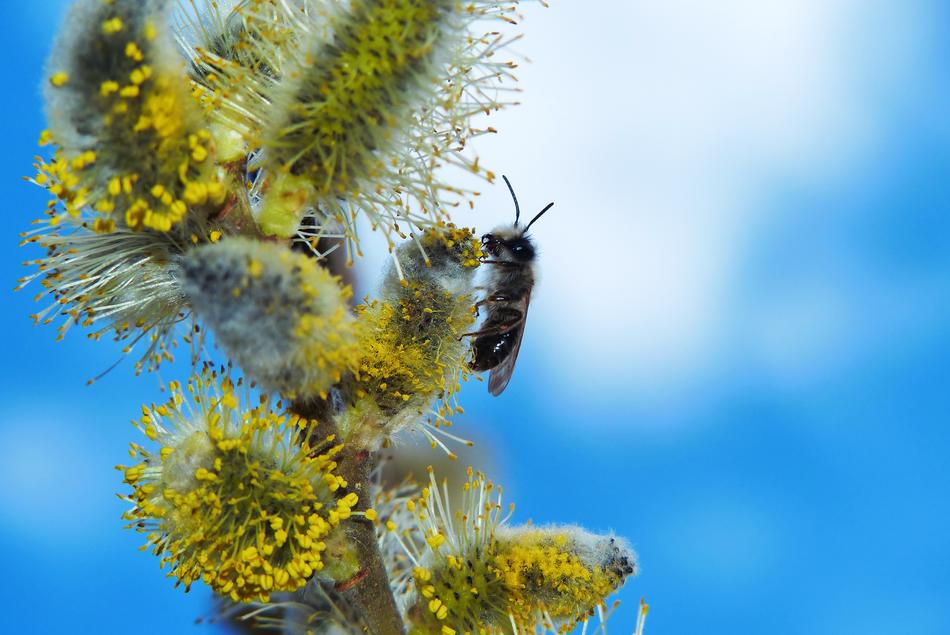 Cat Flower Insect