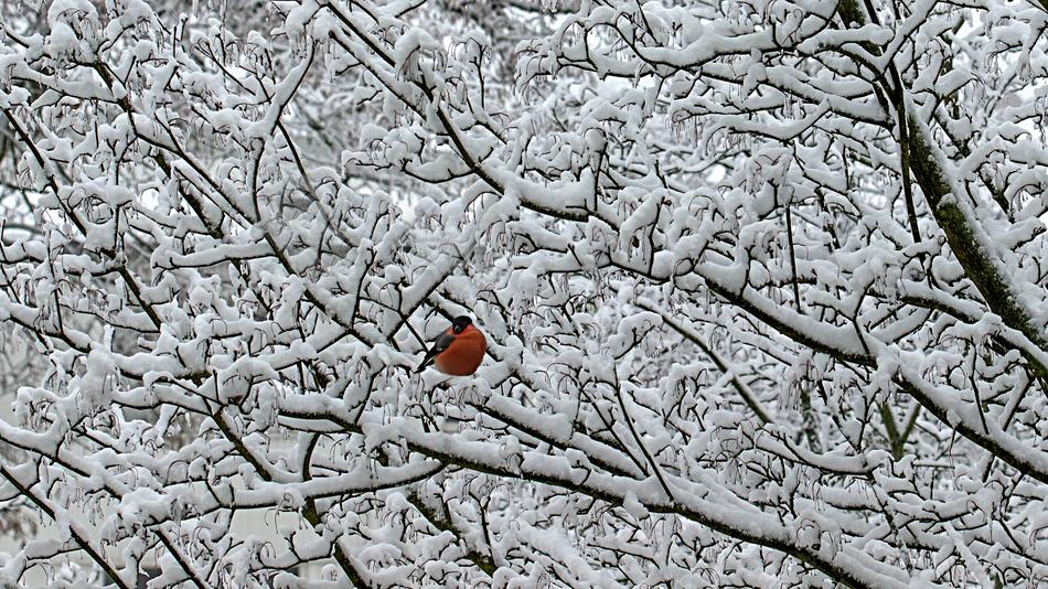 Winter Snow Background