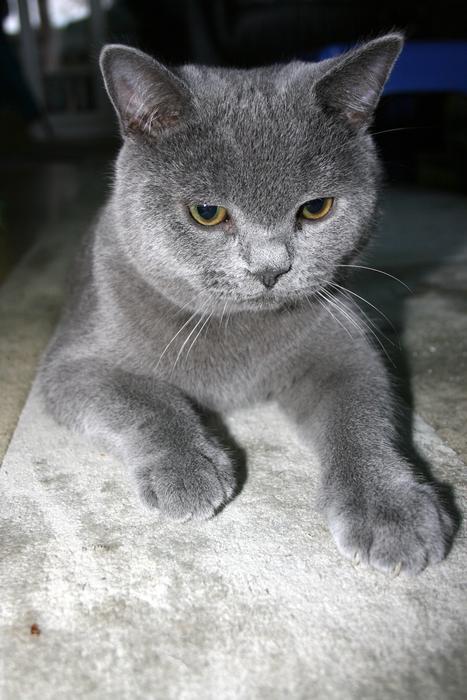 Cat Bkh Pet