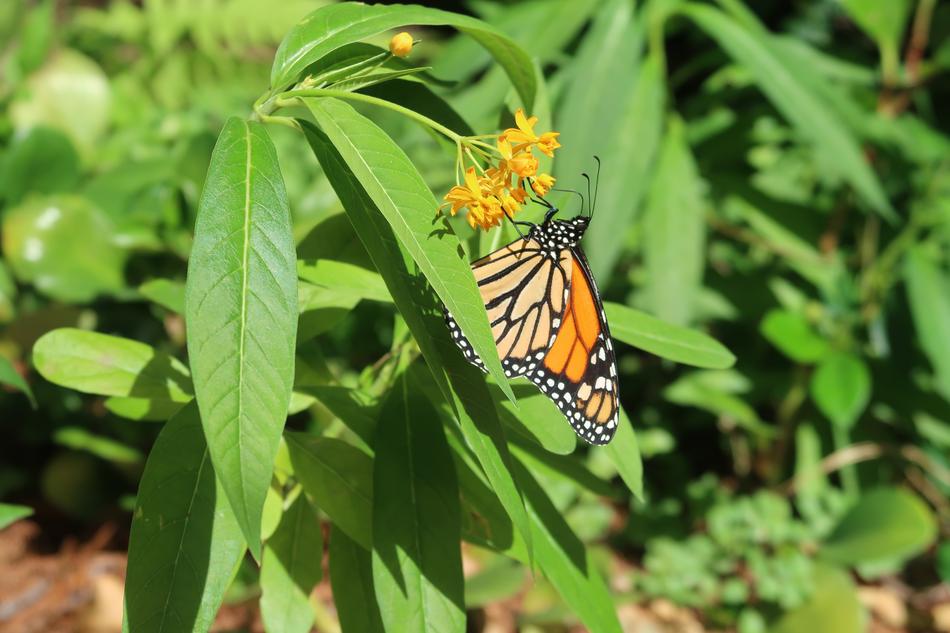 beautiful butterfly in the garden