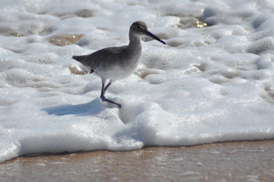 Water Bird Sea