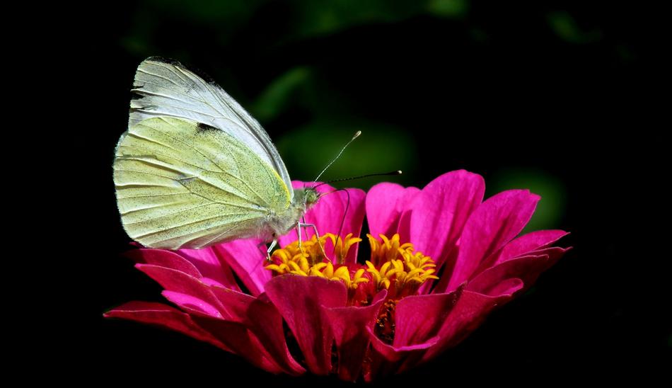 Butterfly Bielinek Insect
