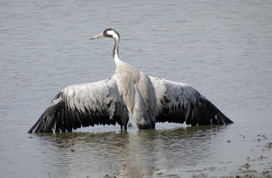 Common Crane Grus Eurasian
