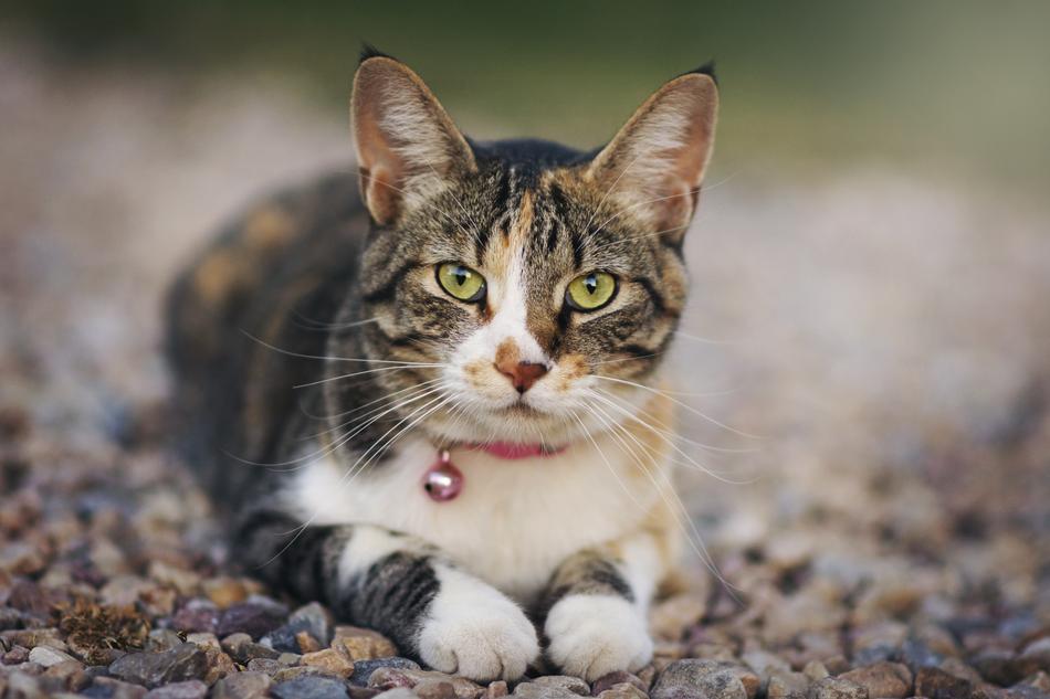 Cat Animal Pet