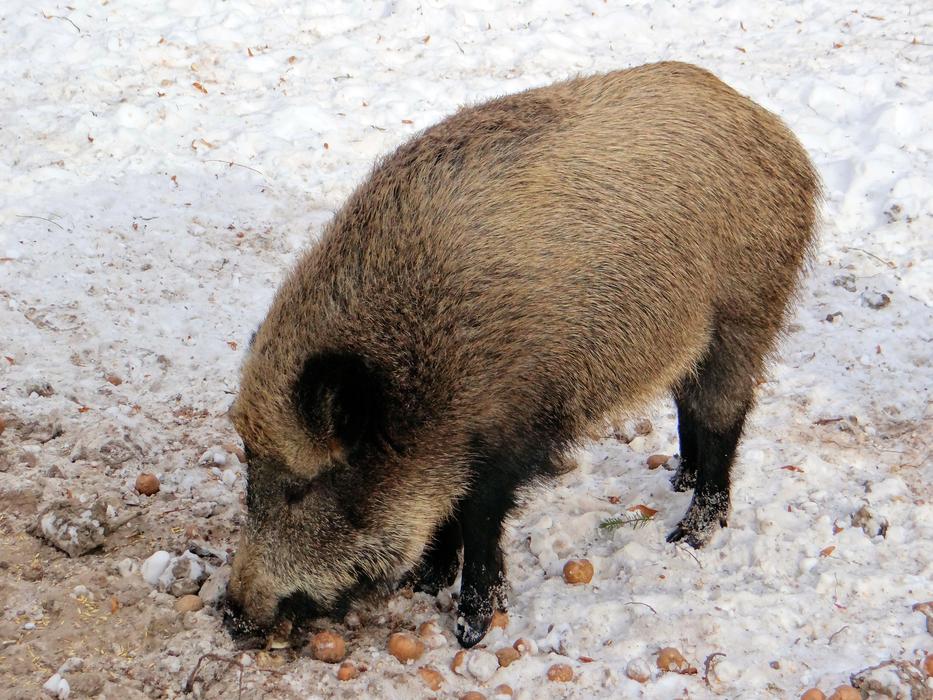 big boar in the winter forest