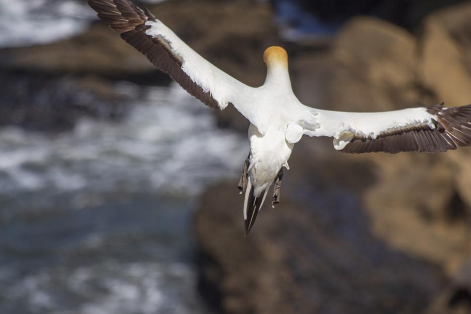 Flying Bird Sea
