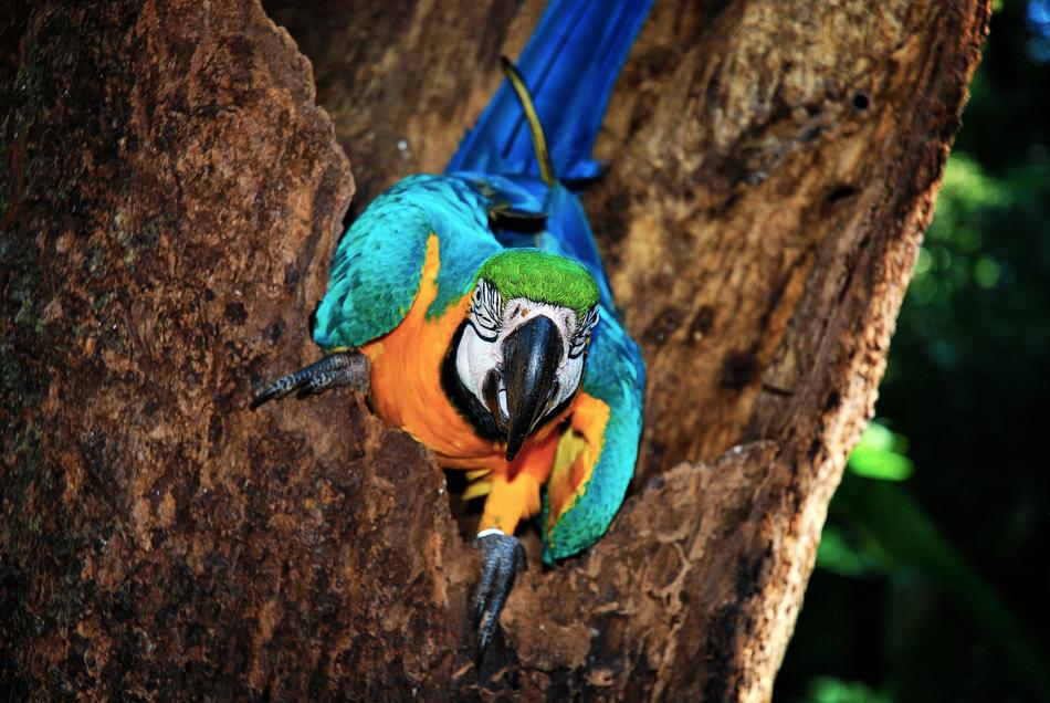 Brazil Bird Jungle