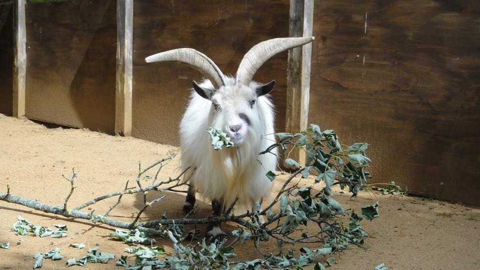 Goat Animal Zoo
