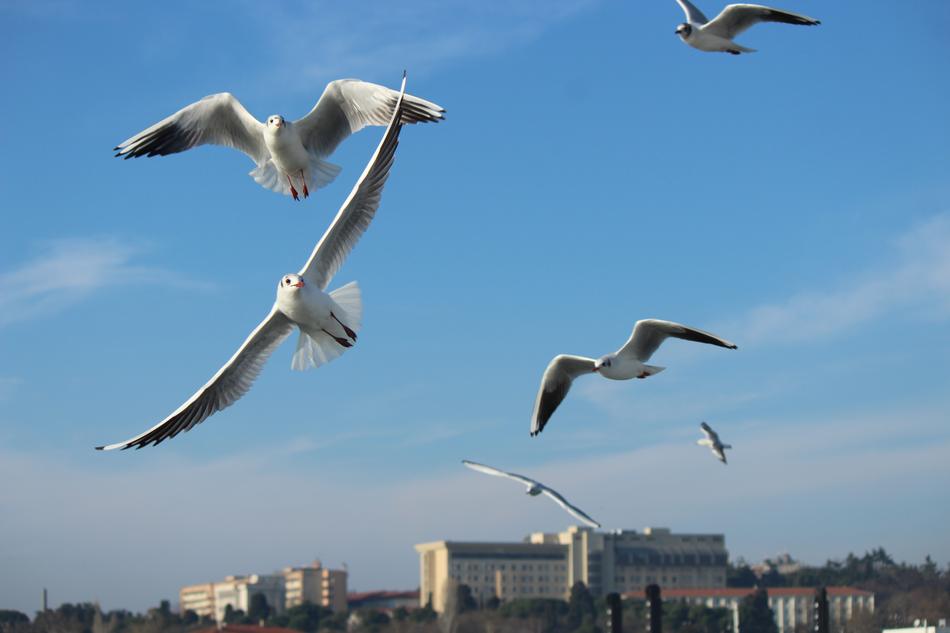 Seagull Gulls Bird
