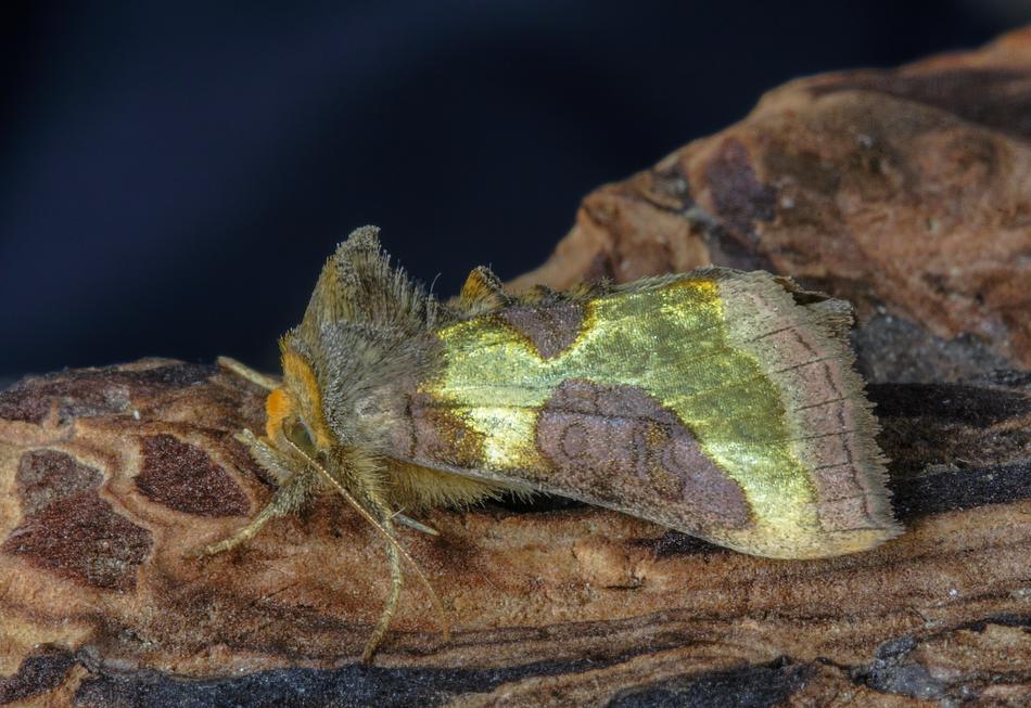 Moth Burnished Brass Wings