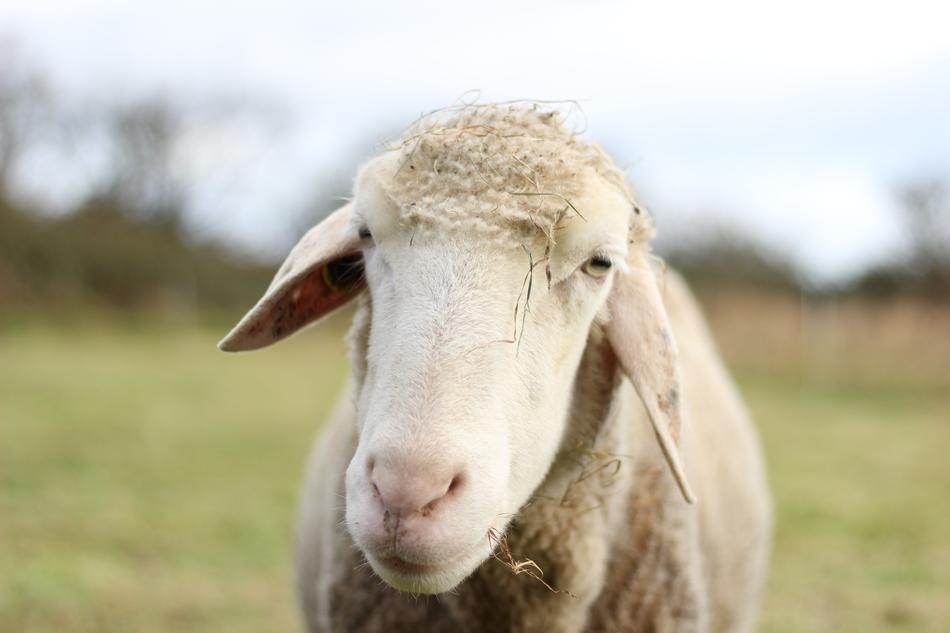 Animal Sheep Livestock