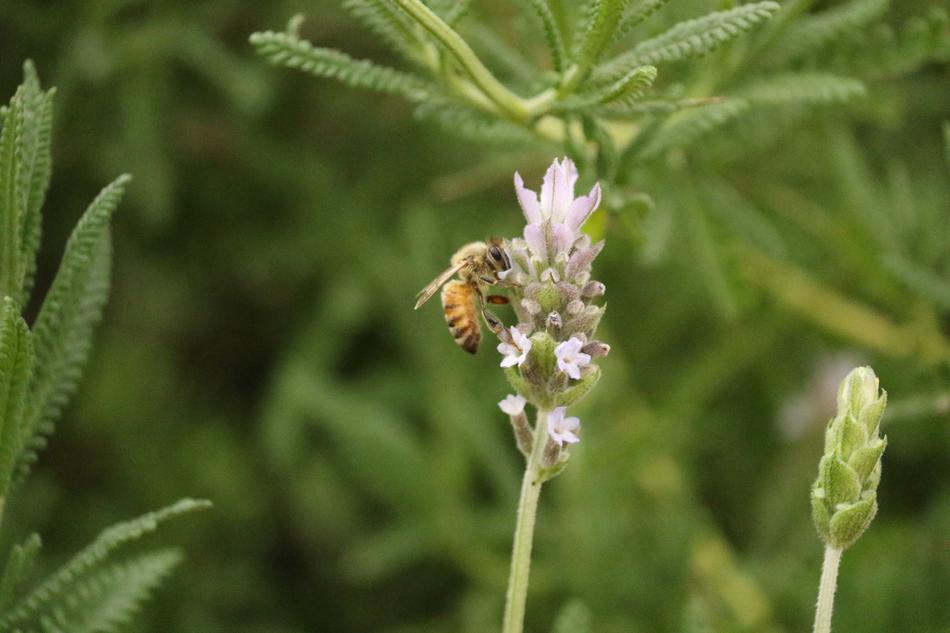 Insect Bee Flower