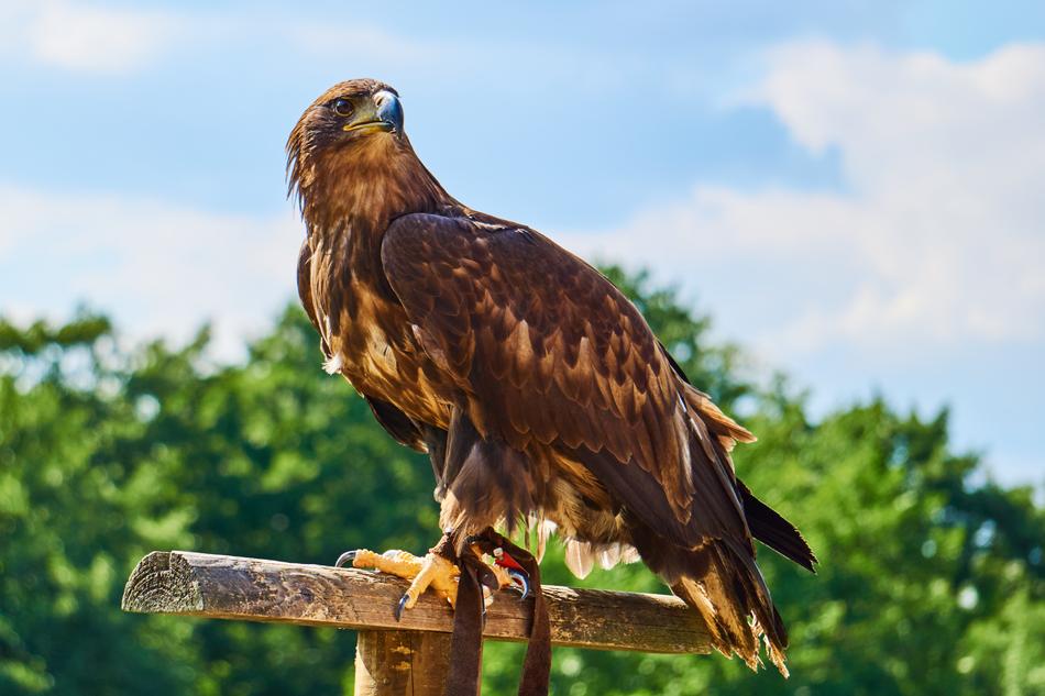 Sababurg Castle Animal Adler