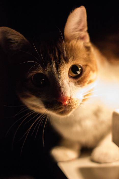 Cat Animal Low Light