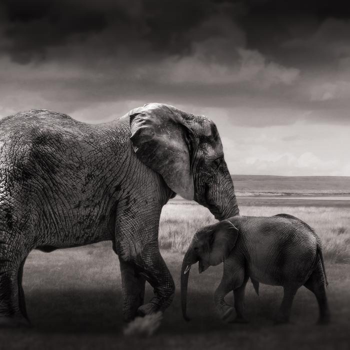 Elephant Baby Young