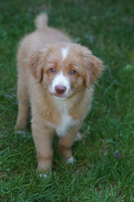 Puppy Dog Cute