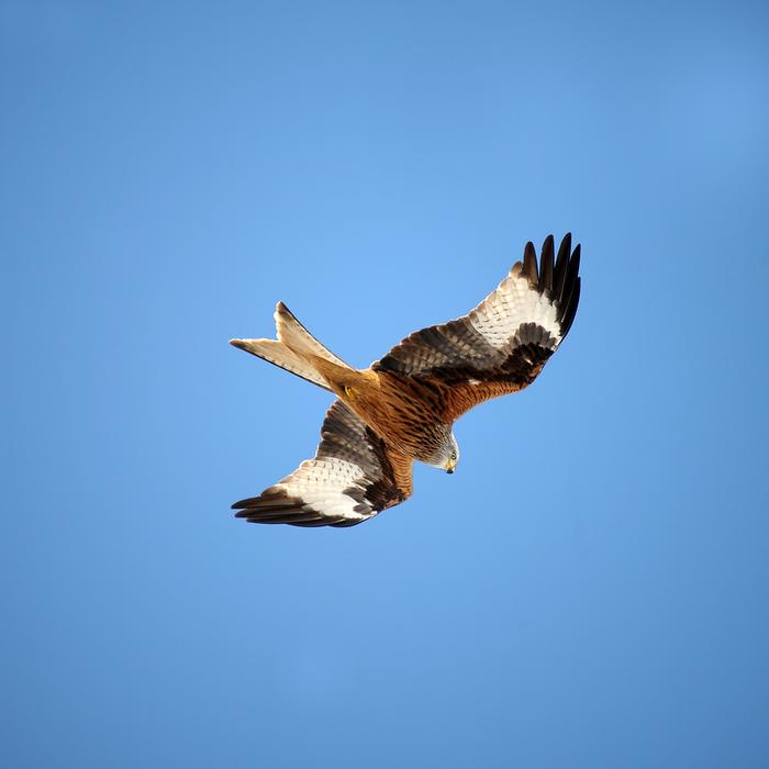 Red Kite Fork Consecration