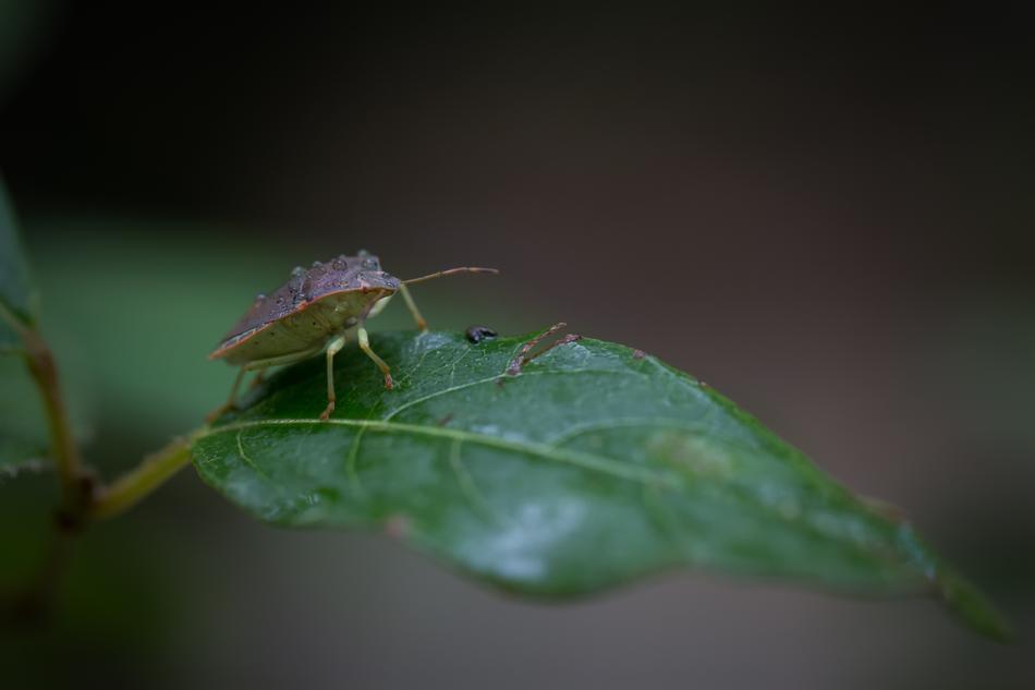 Bug Insect Nature