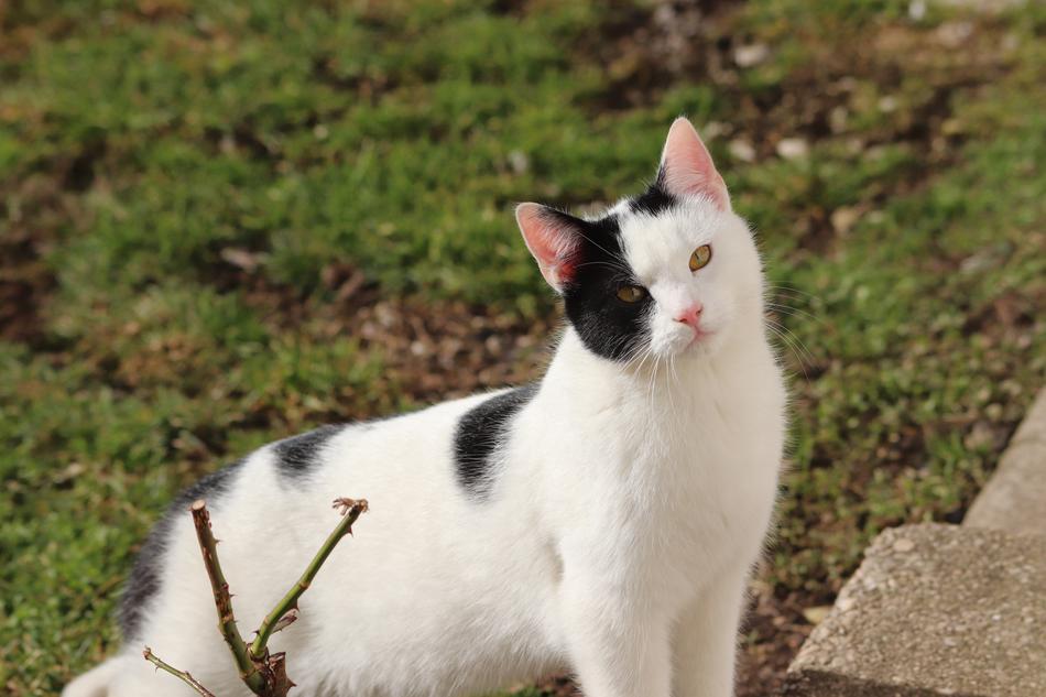 Cat Pet Kitten