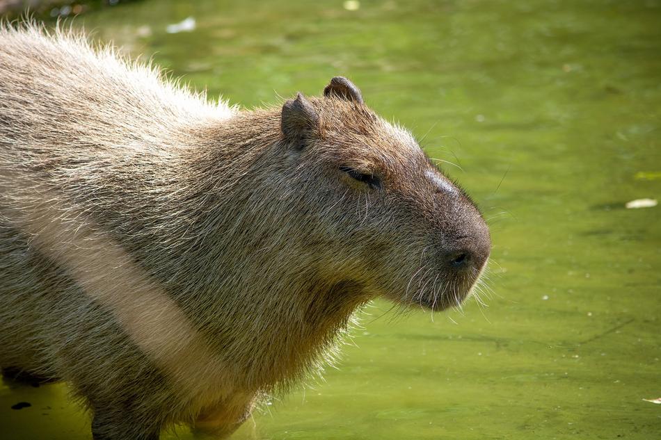 Capybara Rodent Animal